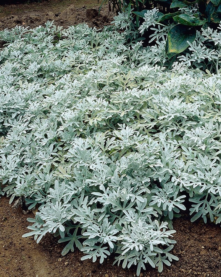 Полынь Стеллера (Artemisia stelleriana). © Viherpeukalot