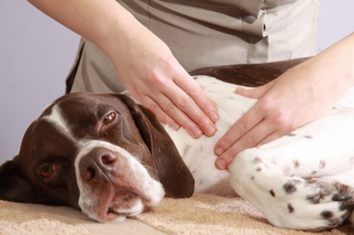 Собачий массаж полезен и вам, и вашему питомцу. © wikipet