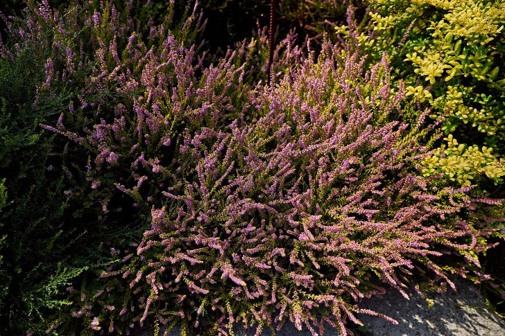 Вереск обыкновенный (Calluna vulgaris). © Botanická zahrada Teplice