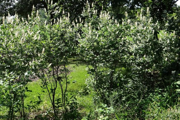 Клетра (Clethra alnifolia), сорт «Септембер Бьюти» (September Beauty). © Powell Gardens