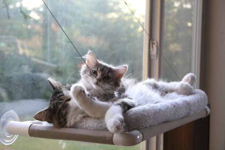 Навесная кровать для кошек у окна