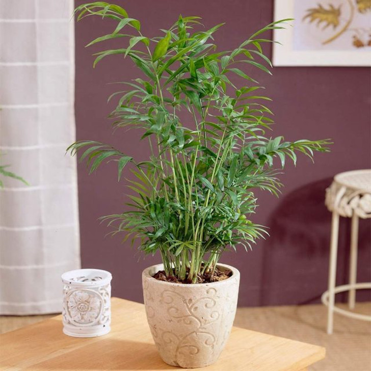 Хамедорея — лучшая пальма для размещения внутри комнат. © gardenersdreamuk