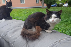 Ласковые и мурлыкающие коты (фото из архива В.Кузьмина, сентябрь, 2022)