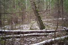 В зимний лес за грибами (фото В.Кузьмин, ноябрь, 2021)