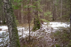 В зимний лес за грибами (фото В.Кузьмин, ноябрь, 2021)