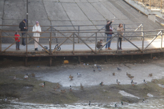Кормление уток (г.Клин, река Сестра, фото В.Кузьмин, апрель, 2022)