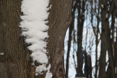 Снег кружится, летает, летает (фото В.Кузьмин, январь, 2022)