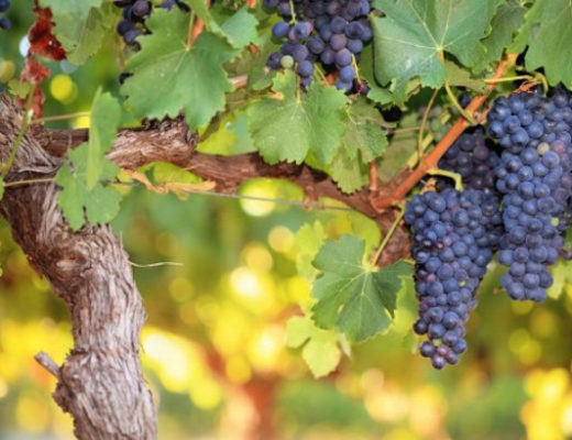 Формирование виноградного куста на высоком штамбе