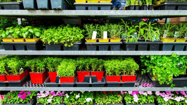 Как купить здоровую рассаду овощей и цветов
