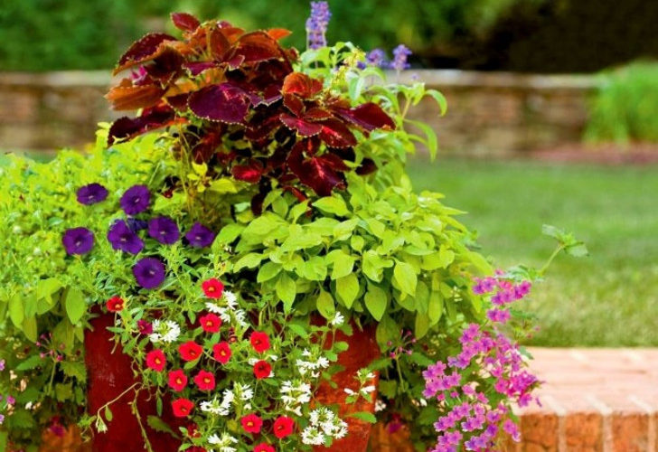 Лучшие комнатные растения для контейнерных композиций в саду. © Beverly Johnson