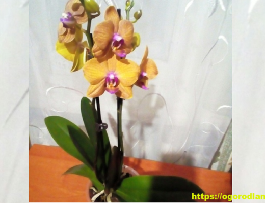 Стимуляция цветения орхидеи. Как заставить цвести красотку