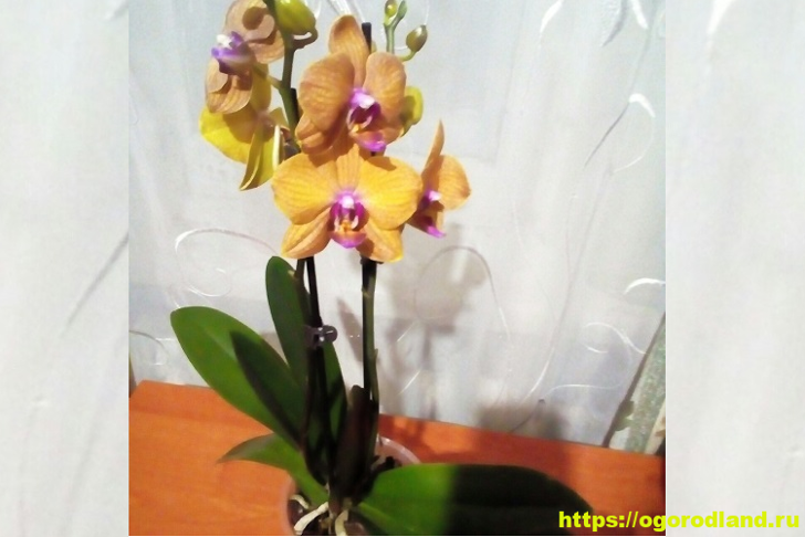 Стимуляция цветения орхидеи. Как заставить цвести красотку