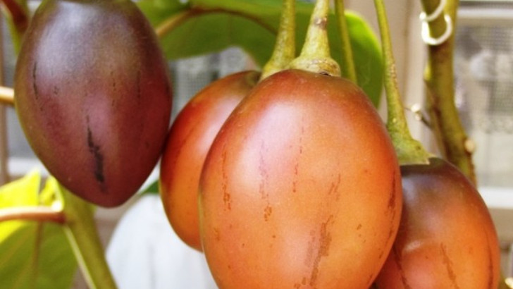 Цифомандра — выращиваем томатное дерево в комнате. © whiskerflowers