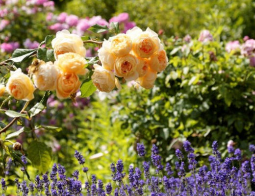 10 цветов, которые наполнят сад неповторимыми ароматами