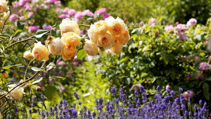 10 цветов, которые наполнят сад неповторимыми ароматами