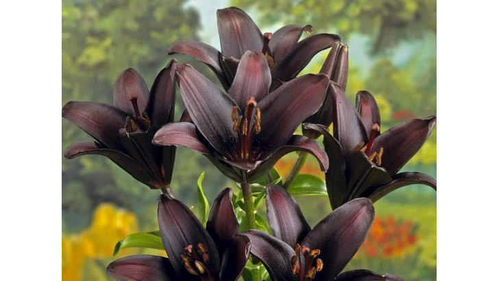 11 самых красивых черных цветов, или Немного мистики в саду. © YouGarden