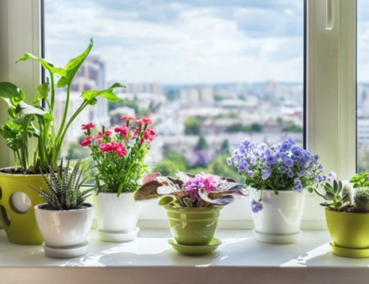 5 самых ярких комнатных растений, которые цветут всё лето