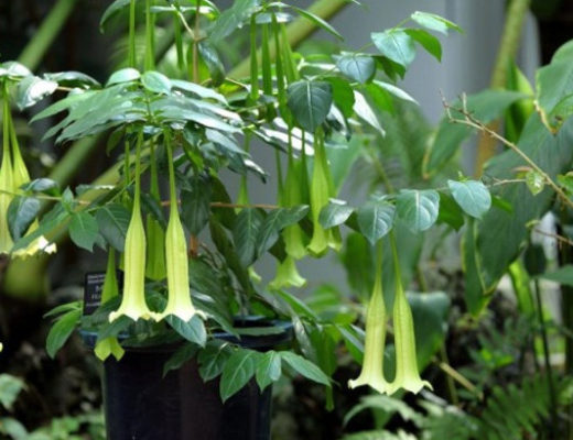 Комнатная кубанола — растение-гигант с шоколадным ароматом. © centerofthewebb