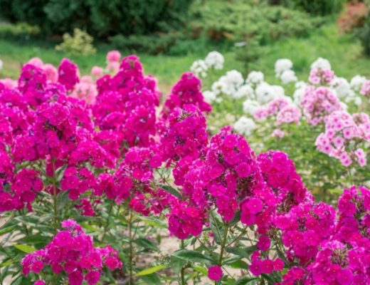 5 самых неприхотливых многолетних цветов, которые украшают мой сад в июле