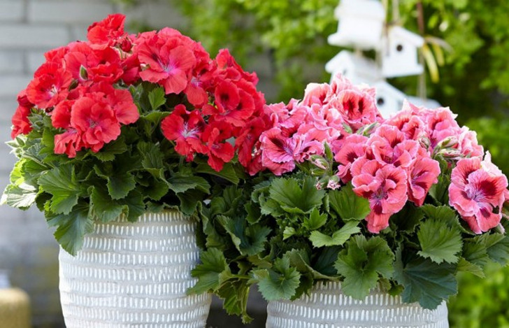 5 недолговечных комнатных растений с обильным цветением летом. © pelargoniumgrandiflorum