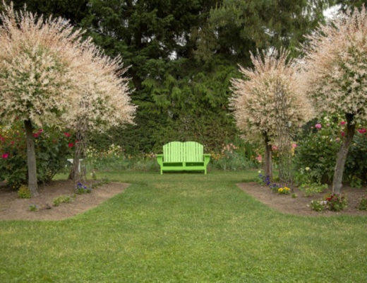 Пестролистные ивы в саду — красивы в любое время года