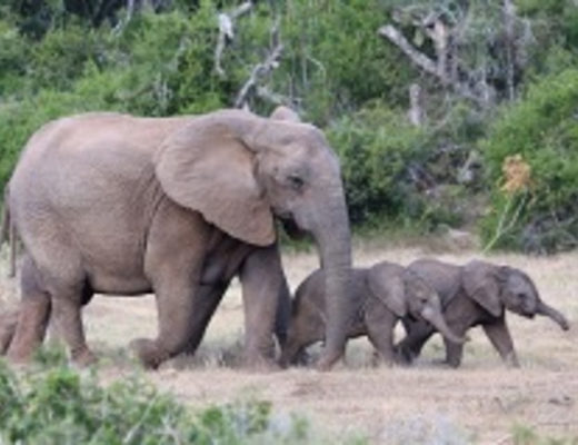 Слоны – самые крупные из сухопутных млекопитающих на планете (Фото: Four Oaks, Shutterstock)