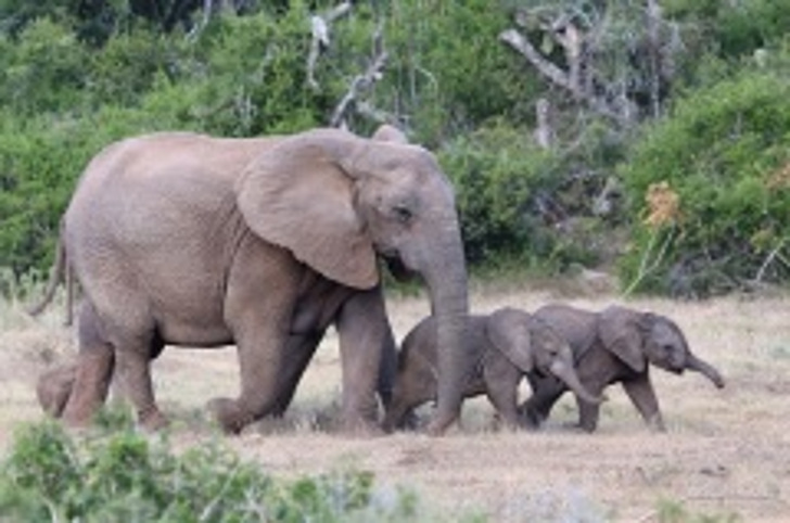 Слоны – самые крупные из сухопутных млекопитающих на планете (Фото: Four Oaks, Shutterstock)