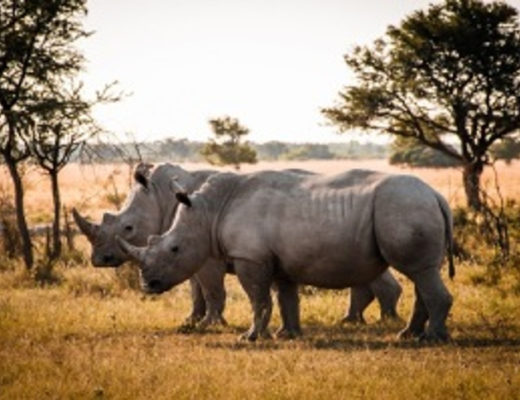 Браконьеры поставили носорога на грань исчезновения (Фото: © mocreate / Фотобанк Фотодженика)