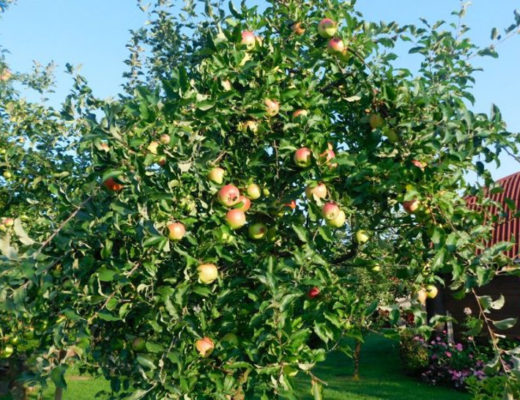Карликовые яблони в саду — сорта и особенности выращивания. © Ботаничка
