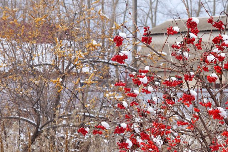 9 растений, которые украсят ваш сад зимой яркими плодами. © Людмила Светлицкая