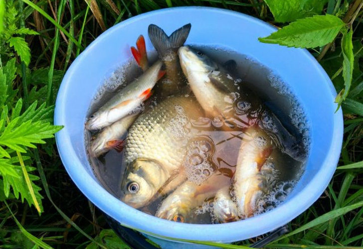 Как развести рыб на даче — советы начинающим