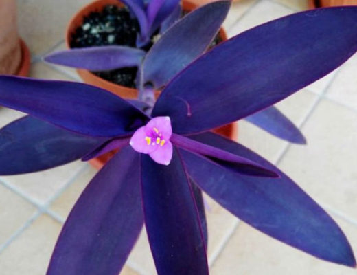 Фиолетовая традесканция, или Сеткрезия — яркая и неприхотливая. © World of Succulents