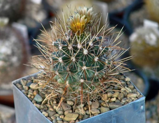 Анцистрокактус — очень колючий, красивоцветущий и редкий. © CactusGarden