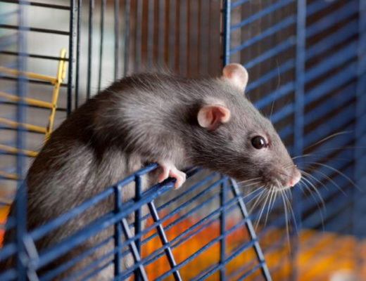 Декоративная крыса — плюсы и минусы содержания