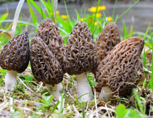 5 весенних грибов — знакомых и не очень