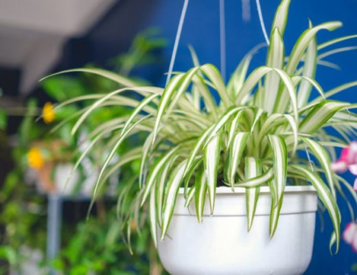 Самые полезные комнатные растения, или Целебный воздух нашего дома