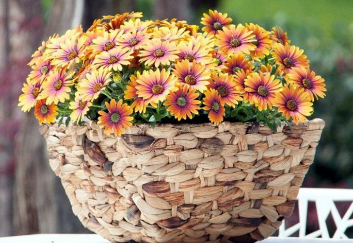 8 лучших вегетативных однолетних цветов. © GFM Gartenmarkt