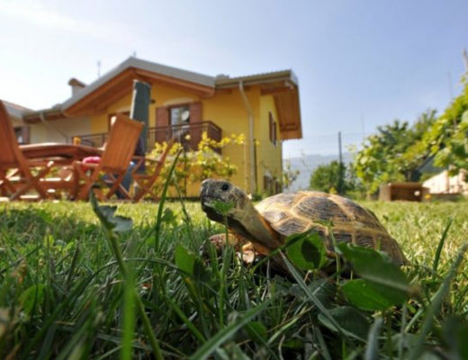 Черепаха на даче — особенности содержания экзотического питомца