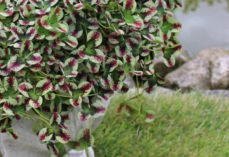 Удивительный пестролистный клевер в саду — сорта и особенности выращивания. © floradania