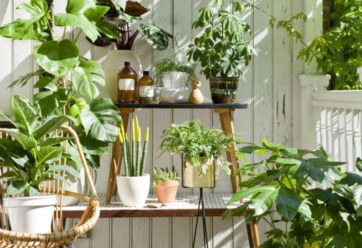 Какие комнатные растения любят пожить летом в саду? © luoow