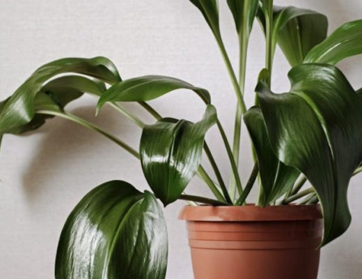 Аспидистра — одно из самых выносливых комнатных растений
