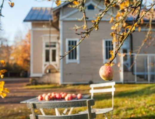 8 главных правил ухода за плодовыми деревьями осенью