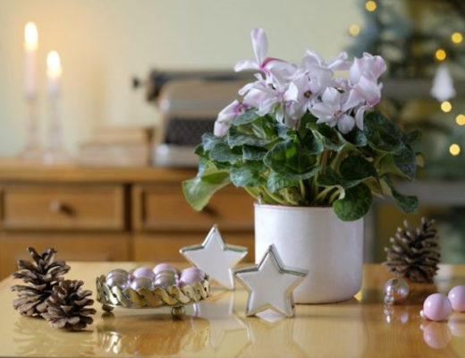 Цветущие комнатные растения к Новому году и Рождеству
