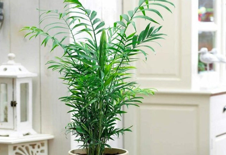 Хамедорея — лучшая пальма для размещения внутри комнат. © GardenersDream