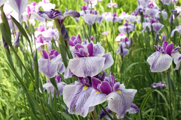 Ирис мечевидный (Iris ensata). © Eiki Yasuda