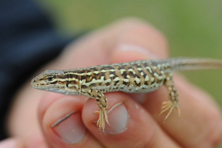 Монгольская ящурка (Eremias argus). © Joseph Kiesecker