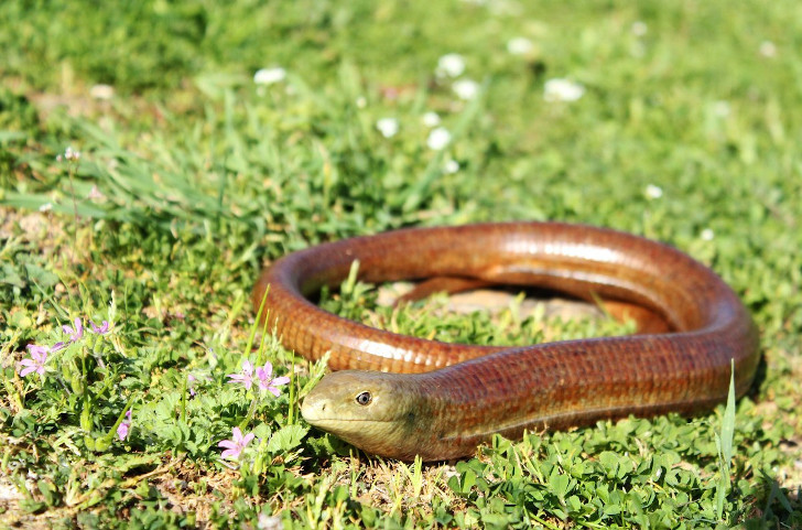 Желтопузик (Pseudopus apodus). © Chloe McLaughlin