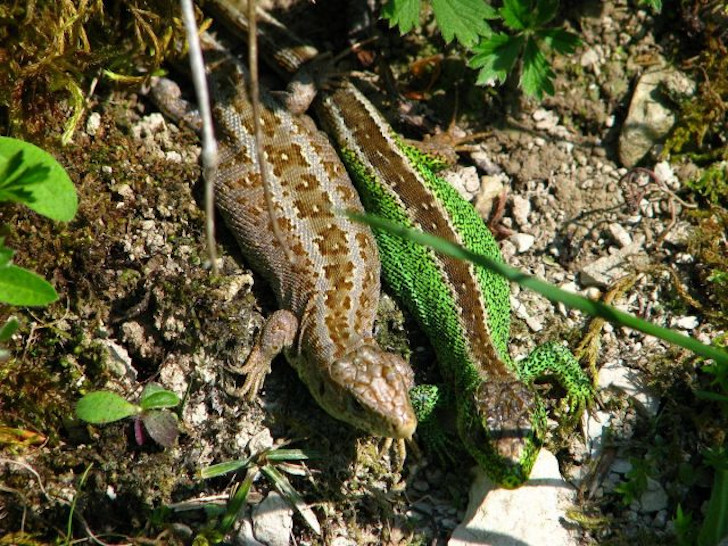 Прыткая ящерица (Lacerta agilis). © ecvoho