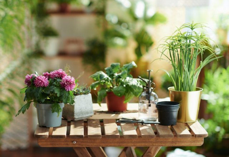Как безопасно использовать народные средства для комнатных растений?