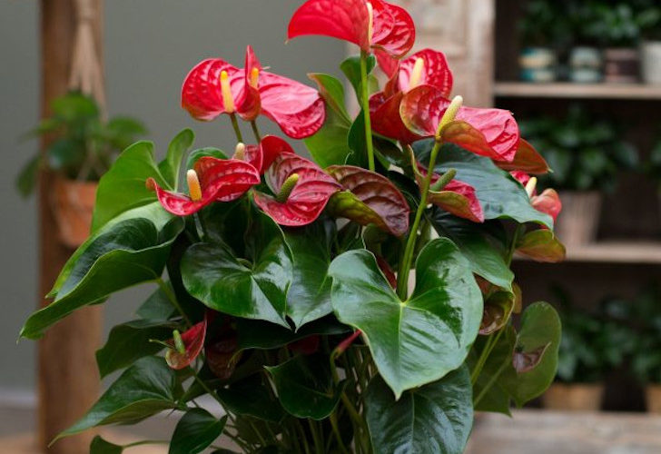 10 правил выращивания антуриума для длительного цветения